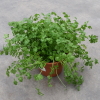 Maror-3 Kharkhavina Cilantro (Apiaceae Coriandrum sativum) pot